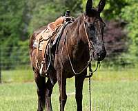 ranch-mule