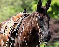 ranch-work-mule