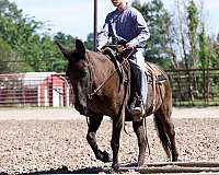 ridden-western-mule