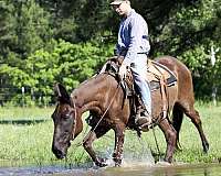 western-riding-mule