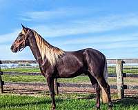 chocolate-show-trail-riding-horse