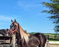 show-trail-riding-gelding