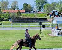 show-trail-riding-horse