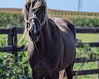 chocolate-colt-gelding-for-sale