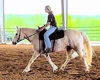 palomino-see-pics-horse