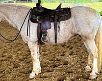 flashy-draft-horse