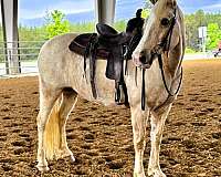 family-draft-horse