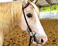 trail-draft-horse