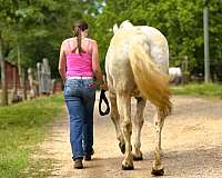 husband-safe-draft-horse