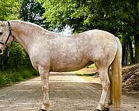 all-around-draft-horse