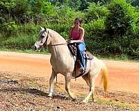 gentle-draft-horse