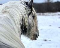 grey-dapple-horse