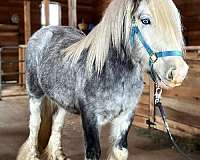 grey-gypsy-vanner-horse