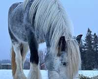 dapple-gypsy-vanner-horse