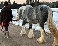 mare-gypsy-vanner-horse