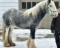 all-around-gypsy-vanner-horse