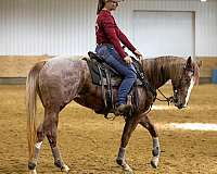 american-ranch-horse-association-mare