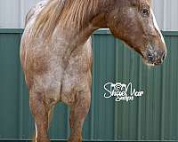 great-potential-appaloosa-horse