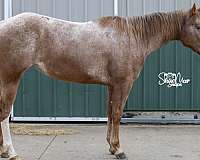 hauled-appaloosa-horse