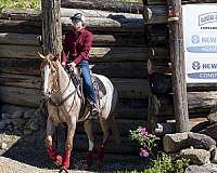 parks-appaloosa-horse