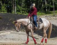 action-appaloosa-horse