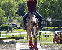 ranchy-appaloosa-horse