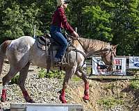 respectful-appaloosa-horse