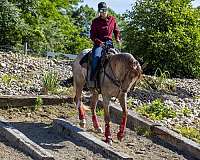 trouble-appaloosa-horse