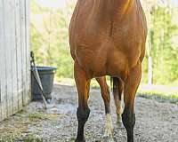 endurance-arabian-horse