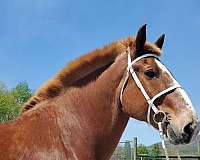 athletic-belgian-horse