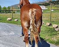 dressage-belgian-horse