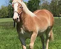 roan-white-gelding-for-sale