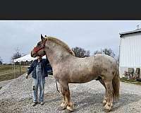 affectionate-belgian-horse