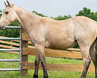 buckskin-quarter-horse-stallion