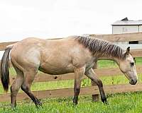 aqha-quarter-horse