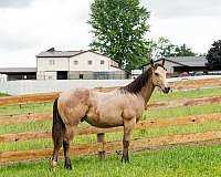 aqha-yearling-quarter-horse