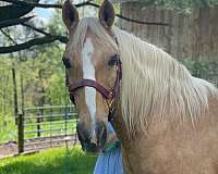 palomino-mare-for-sale