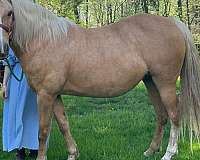 15-hand-tennessee-walking-mare