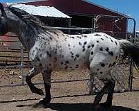 apha-appaloosa-stallion