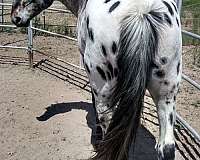 appaloosa-stallion