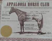 appaloosa-horse