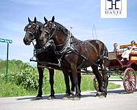 draft-percheron-horse