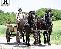 work-percheron-horse