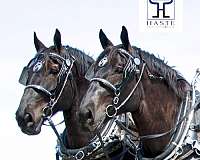 carriage-percheron-horse