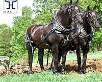 parade-percheron-horse