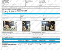 belgian-percheron-horse