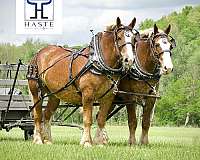 mare-belgian-horse