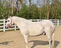 large-medium-pony