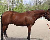 findlay-university-gelding