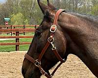 standardbred-horse